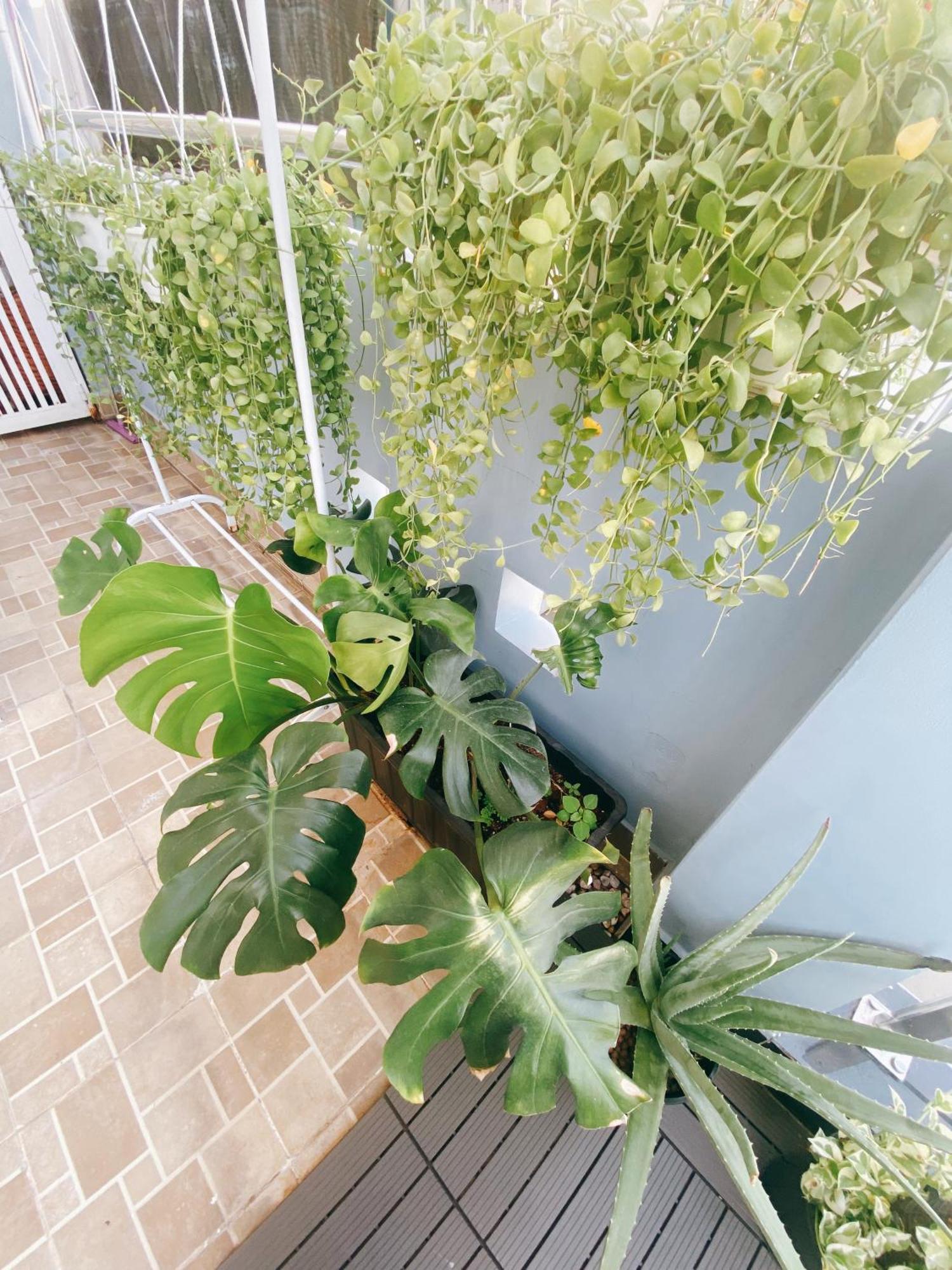 Nhà khách Saigonese TP. Hồ Chí Minh